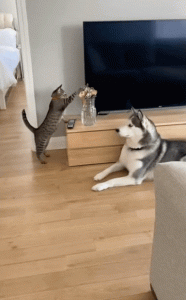 图片[2]-一个插件，免费使用所有顶级大模型（Claude、Gemini、Grok、GPT、Sora2）-湖畔资源网